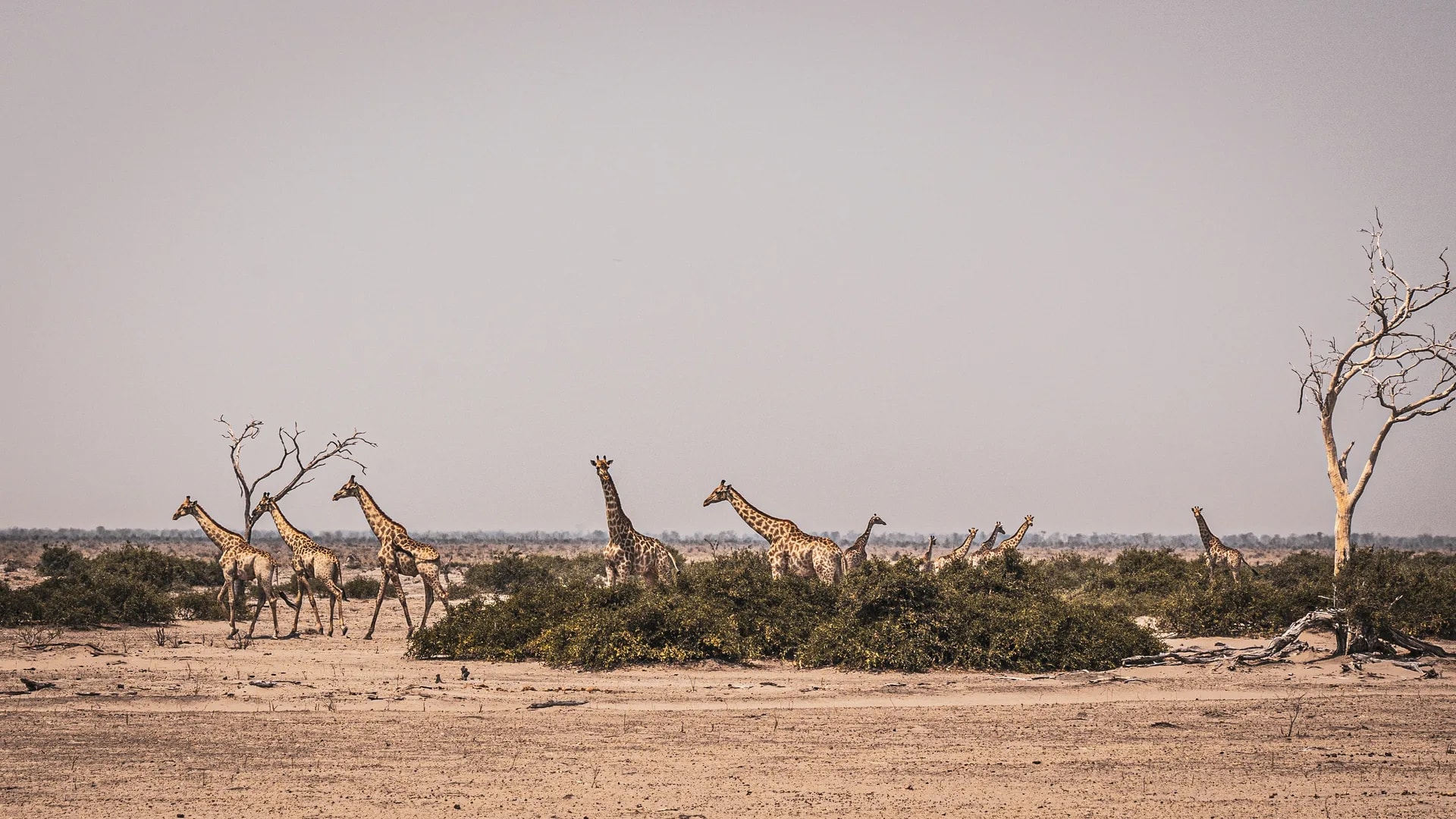 Afrika