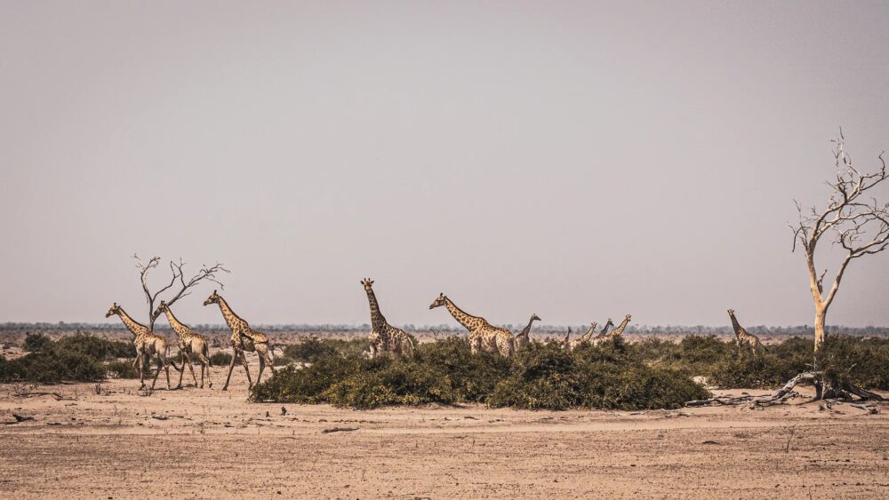 Botswana