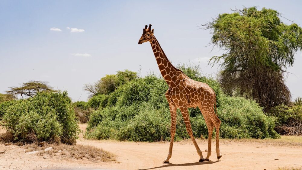 Kenia